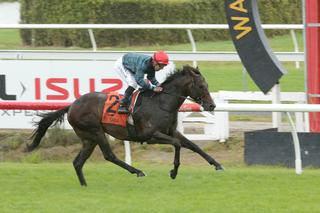 Darci Brahma colt Harlech (NZ) is victorious in the G2 James & Annie Sarten Memorial Stakes. Photo: Trish Dunell.